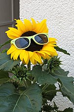 Sonnenblume mit Sonnenbrille (2019-07-23 Sp).JPG