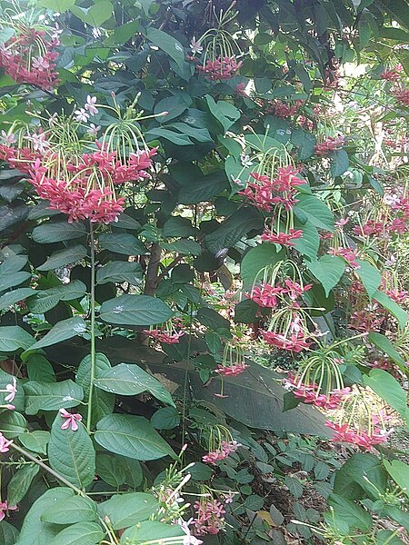 File:South Indian plant with pink and white flowers 2.jpg