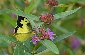 Southern Dogface butterfly (36319922440) .jpg