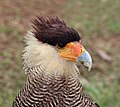 114 Southern crested caracara (Caracara plancus) head adult uploaded by Charlesjsharp, nominated by Charlesjsharp