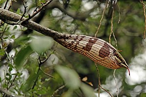 Southern vine snake (Thelotornis capensis capensis).jpg