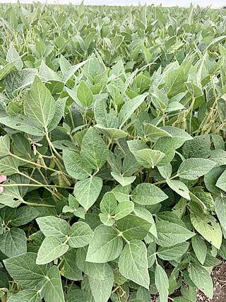 <span class="mw-page-title-main">Soybean management practices</span>