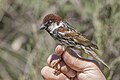 * Nomination Spanish sparrow (Passer hispaniolensis) male breeding plumage ringed --Charlesjsharp 09:19, 3 April 2024 (UTC) * Promotion  Support Good quality. --Nikride 09:31, 3 April 2024 (UTC)