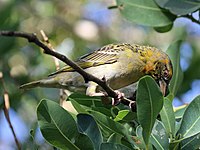 Weaver, Speke's ♀ Ploceus spekei