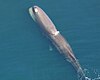 Sperm whale from above.jpg