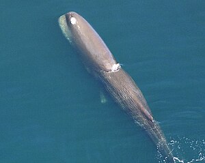 Sperm whale from above.jpg