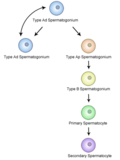Thumbnail for Spermatocytogenesis