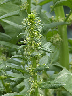 Pinaatin (Spinacia oleracea) kukinto.