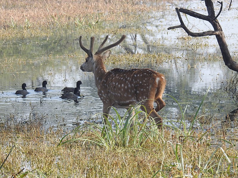 File:Spotted Deer Axis axis by Dr. Raju Kasambe DSCN2082 (7).jpg