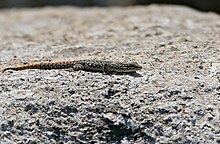 Terlihat Kerdil Gecko (Lygodactylus ocellatus) (32383474272).jpg