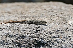 Spotted Dwarf Gecko (Lygodactylus ocellatus) (32383474272).jpg