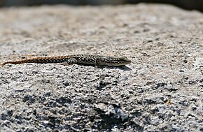 Benekli Cüce Gecko (Lygodactylus ocellatus) (32383474272) .jpg resmi açıklaması.