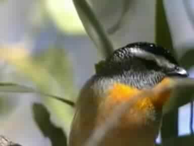 ملف:Spotted Pardalote postmans.ogv