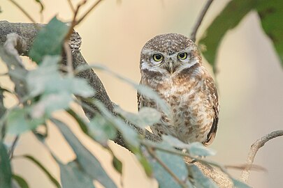 Spotted owlet (Athene brama) 01.jpg