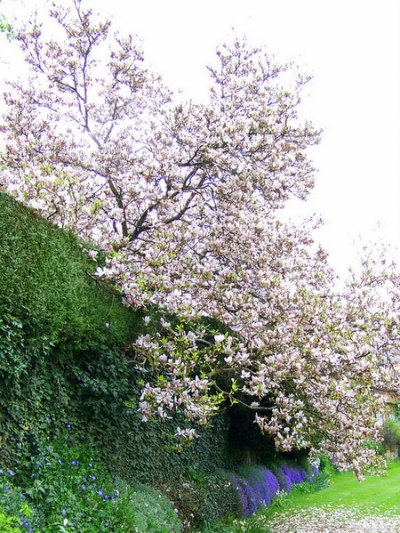 File:Spring comes to Stedham - geograph.org.uk - 1271567.jpg