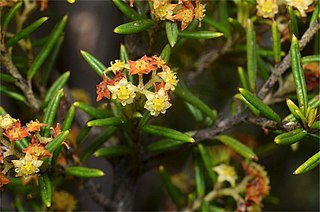 <i>Spyridium daltonii</i> Species of shrub