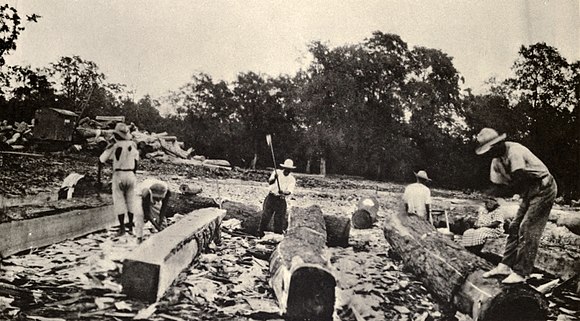 Mahogany loggers in Belize, around 1930
