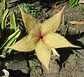 Miniatura para Stapelia gigantea