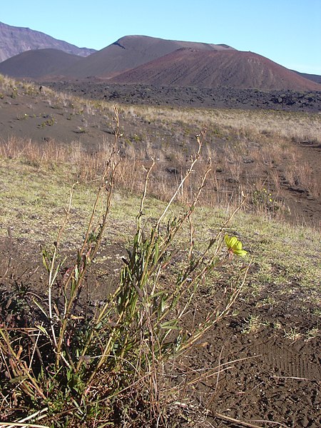 File:Starr-031001-2065-Oenothera stricta subsp stricta-habit-Crater HNP-Maui (24579071861).jpg