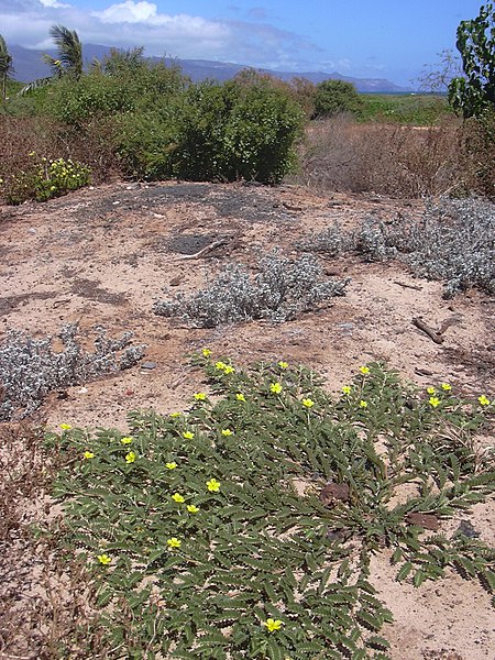 File:Starr-040801-0002-Tribulus cistoides-flowering habit-Kanaha Beach-Maui (24088537503).jpg