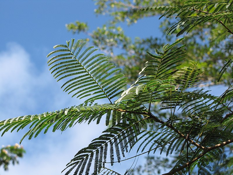 File:Starr-091104-9061-Anadenanthera colubrina-leaves-Kahanu Gardens NTBG Kaeleku Hana-Maui (24357942004).jpg