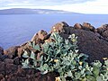 on Maui, Molokini