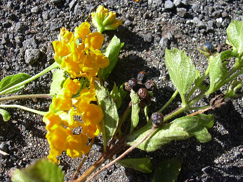 File:Starr 040925-0017 Lantana montevidensis.jpg