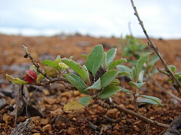 Starr 081230-0706 Atriplex semibaccata.jpg