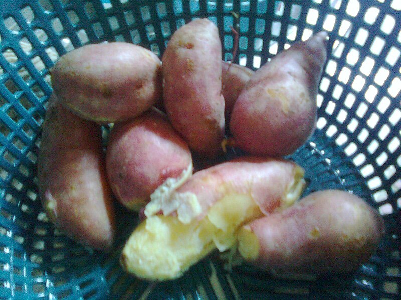 File:Steamed sweet potato.jpg