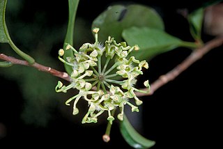 <i>Stenocarpus reticulatus</i> Species of tree of the family Proteaceae native to the Queensland
