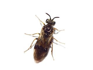 <i>Sterictiphora geminata</i> Species of sawfly