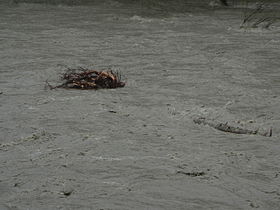 Stillaguamish River in flood