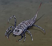 Life restoration of the Late Devonian eurypterid ("sea scorpion") Hallipterus Stylonurus BW.jpg