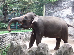 Éléphant de Sumatra.
