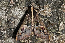 Sundowner moth (Sphingomorpha chlorea) male.jpg