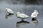 Thumbnail for Lake Manpo and Lake Bonpo Important Bird Area