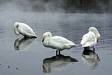 The lakes are important for wintering whooper swans