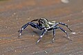 * Nomination Swifts' ant-hunter (Zenodorus swiftorum) --Charlesjsharp 08:43, 7 March 2024 (UTC) * Promotion  Support Good quality. --Junior Jumper 10:13, 7 March 2024 (UTC)