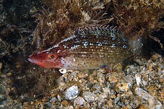 Pointed-snout wrasse Species of fish