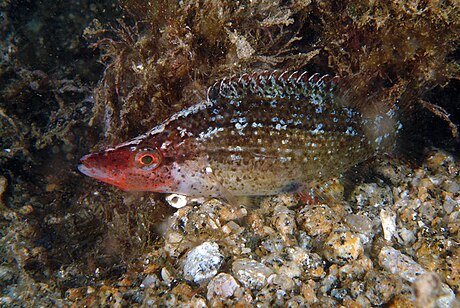 Pointed-snout wrasse