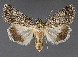 <i>Sympistis pachet</i> Species of moth