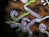 The sea cucumber Synaptula lamperti.