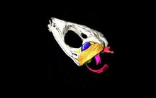 Dosiero:Synchrotron microtomography of Atelopus franciscus head - pone.0022080.s003.ogv