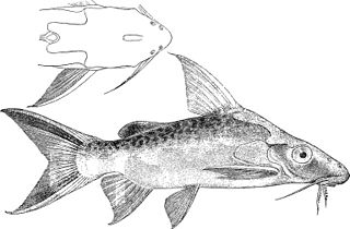 <i>Synodontis pleurops</i> Species of fish