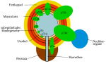 Neue Vektorgrafik