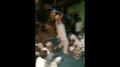 Fayl: Tabla Dance.webm