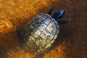 Taco river slider - hickatee (Trachemys decussata angusta).JPG