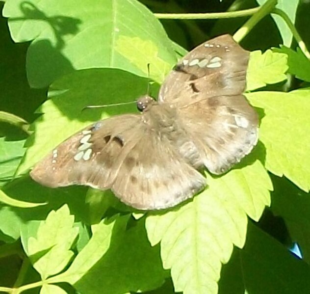 File:Tagiades flesus from Ilanda Wilds, Amanzimtoti, South Africa.jpg