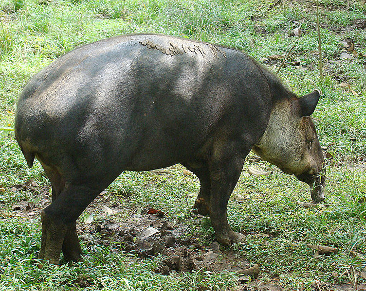 File:Tapirus bairdii (8974356042).jpg