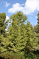 Taxodium distichum